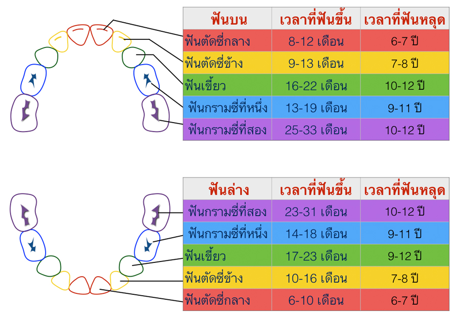 ฟันแท้ขึ้นกี่ขวบ