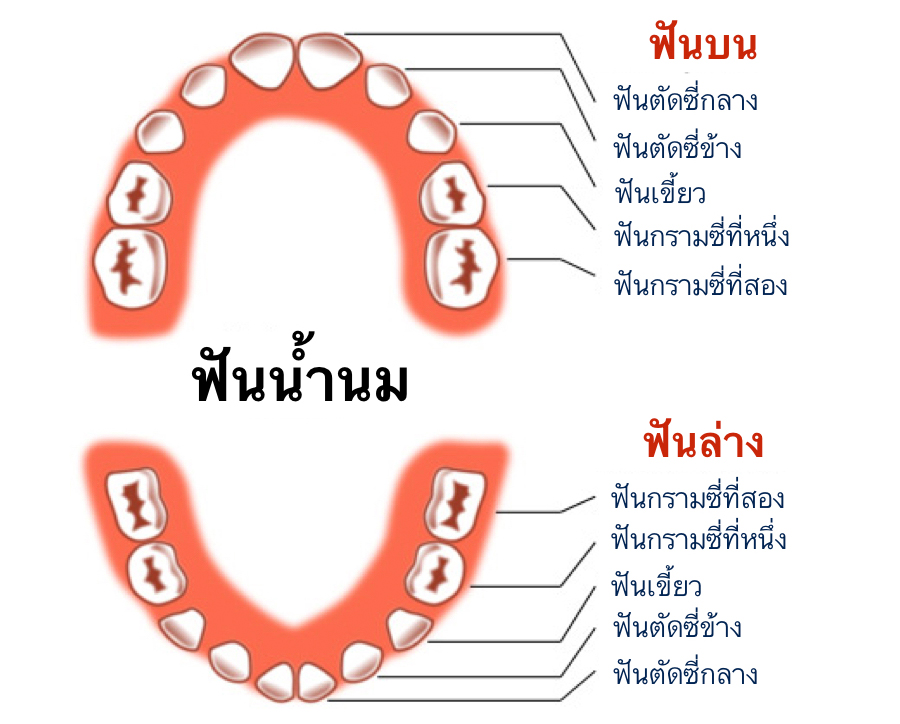 ฟันแท้หลุดจะขึ้นอีกไหม