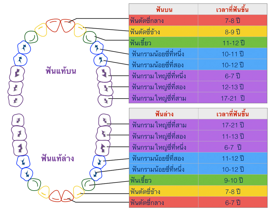 ฟันแท้ ขึ้นช้า pantip