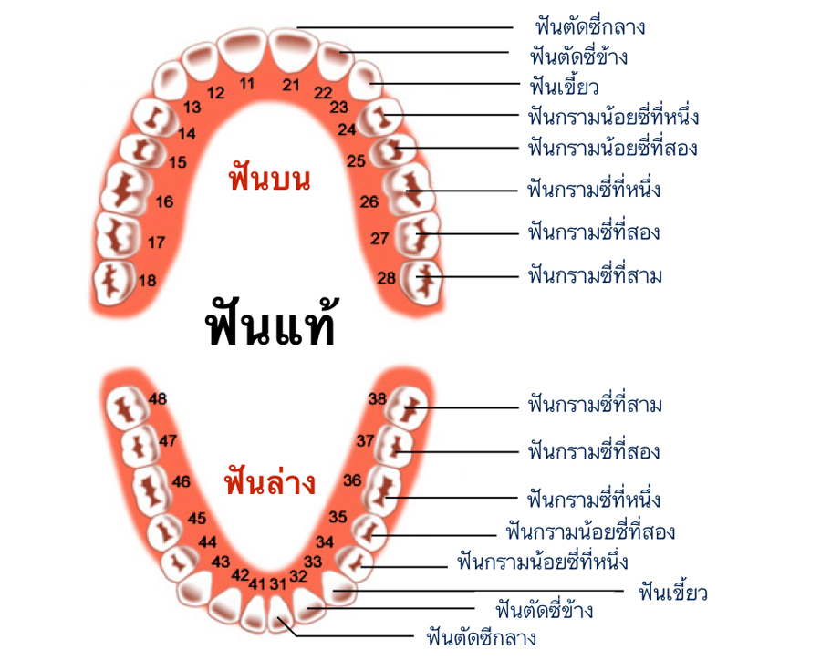 ฟันแท้ขึ้นเร็ว