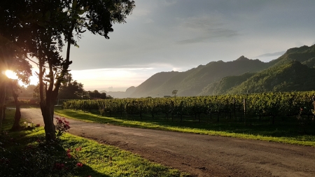 ‘Winter in the Vinyard at GranMonte Vinyard and Winery’