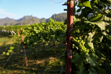 ‘Winter in the Vinyard at GranMonte Vinyard and Winery’