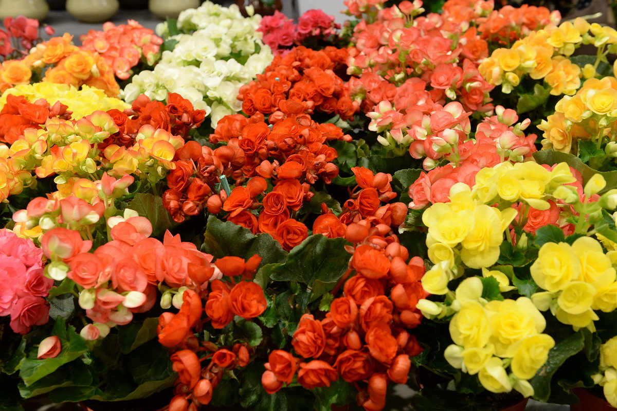 ‘กาดดอยตุง’