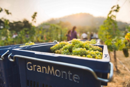 GranMonte Sparkling Harvest Festival 2020