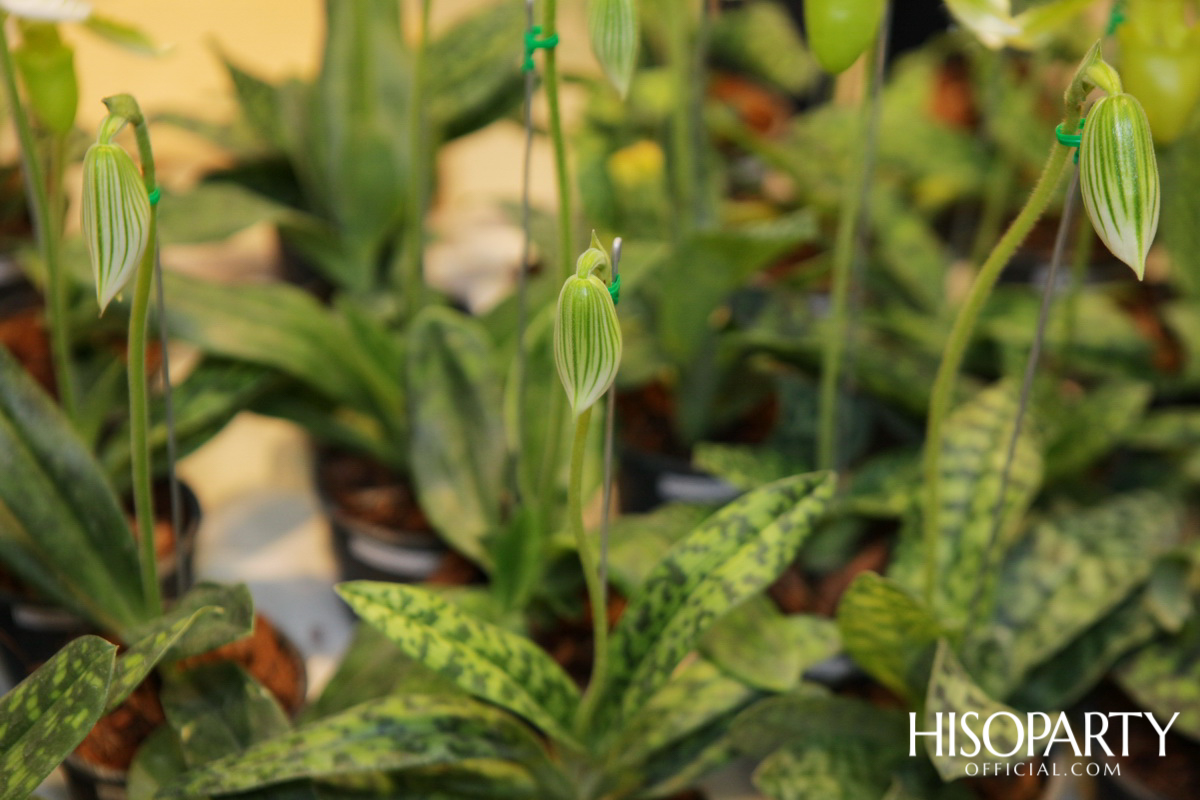 เที่ยว ชิม ช้อปฯ ม่วนอ๊ก ม่วนใจ๋ ในงาน ‘กาดดอยตุง’ ที่ห้างเซ็นทรัลชิดลม