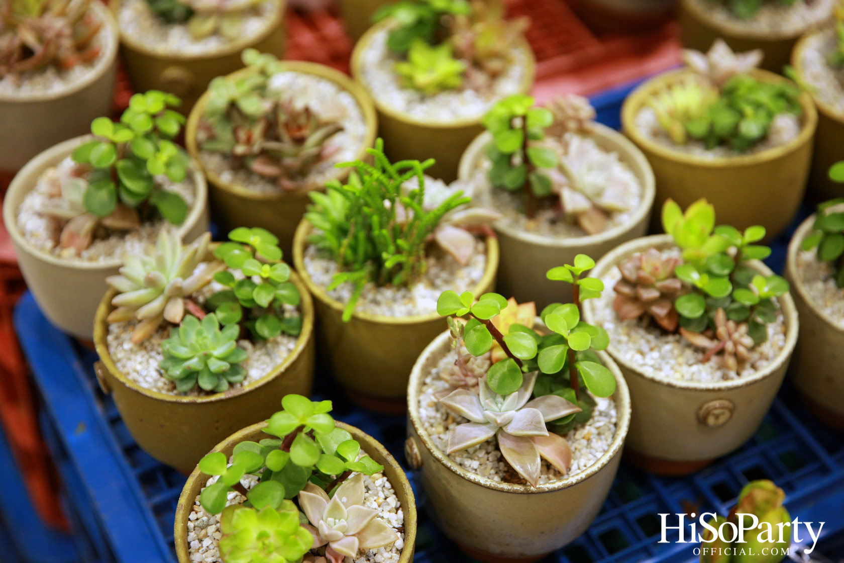 งานเปิด ‘กาดดอยตุง’ ประจำปี 2565 ณ ห้างสรรพสินค้าเซ็นทรัล ชิดลม