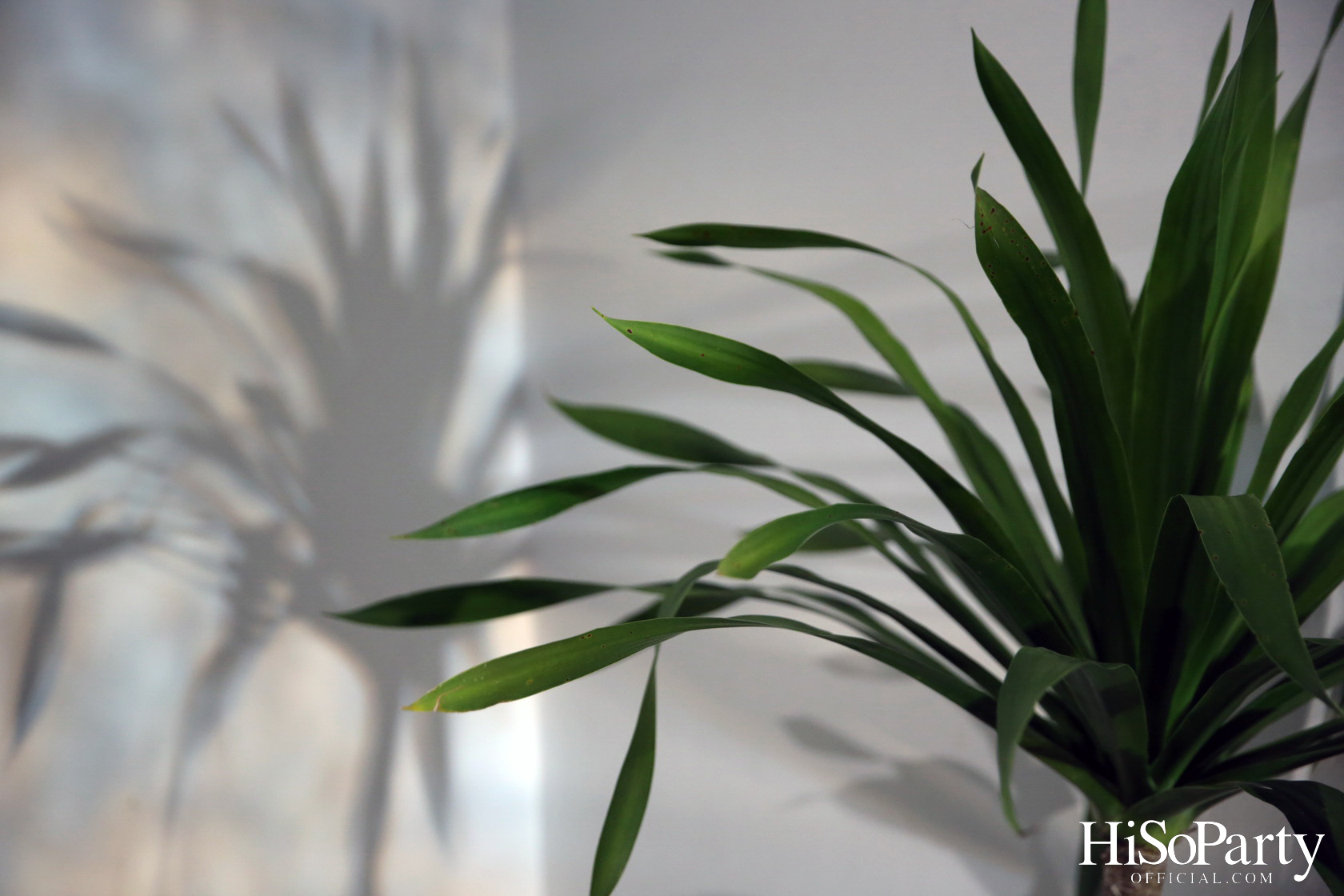 อารียา พรอพเพอร์ตี้ เปิด Exhibition ‘Nothing is everything by COMO Bianca X Tul & Add’