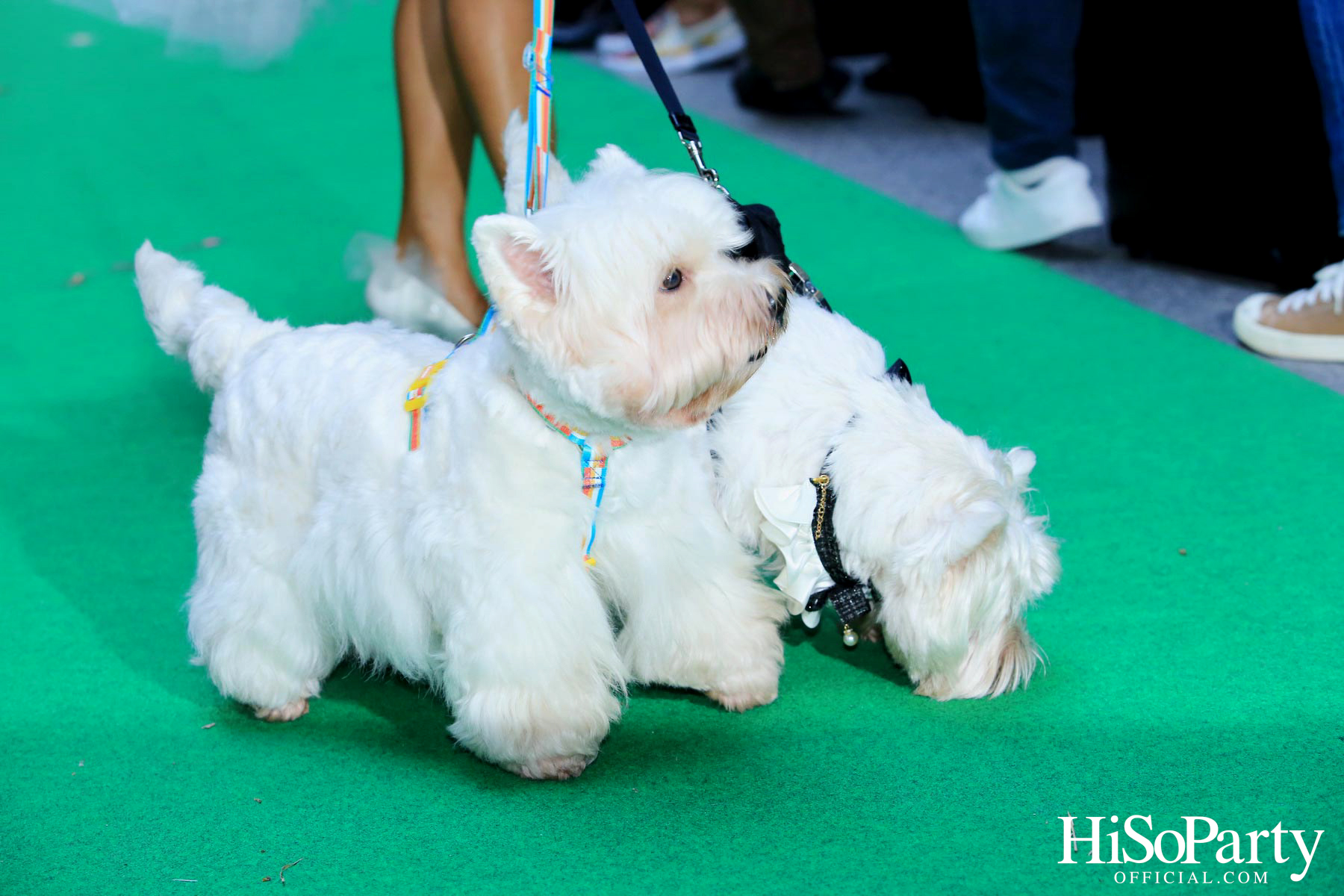 DR.MANIE : FRIENDS OF THE VOICE CHARITY กิจกรรมระดมทุนช่วยเหลือน้องหมาแมว ที่ ดิ เอ็มควอเทียร์
