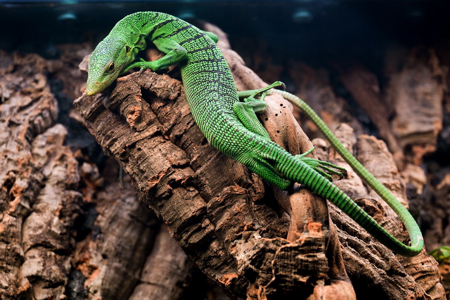 SEA LIFE Bangkok ชวนผู้กล้าบุกป่าดิบชื้น โฉมใหม่ ชม 9 สัตว์แปลก! 