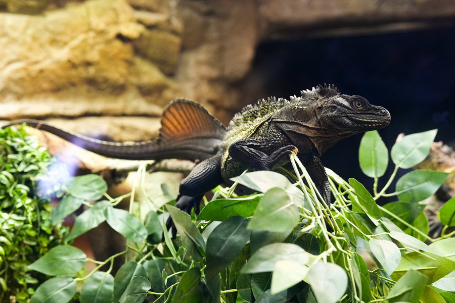 SEA LIFE Bangkok ชวนผู้กล้าบุกป่าดิบชื้น โฉมใหม่ ชม 9 สัตว์แปลก! 