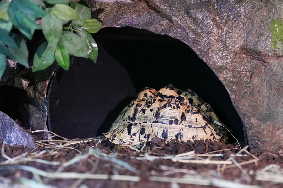 SEA LIFE Bangkok ชวนผู้กล้าบุกป่าดิบชื้น โฉมใหม่ ชม 9 สัตว์แปลก! 