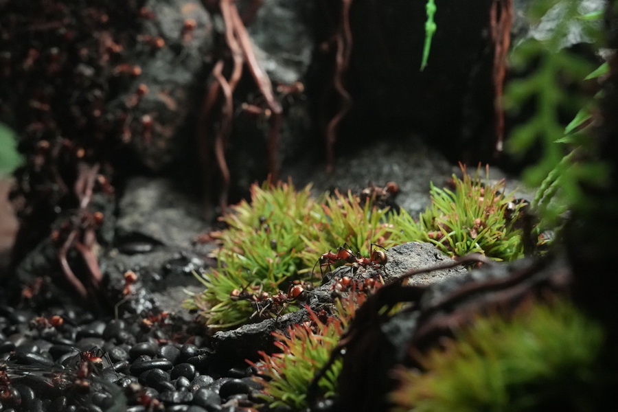 SEA LIFE Bangkok ชวนผู้กล้าบุกป่าดิบชื้น โฉมใหม่ ชม 9 สัตว์แปลก! 