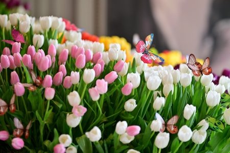 งานดอกไม้ปาร์คนายเลิศครั้งที่ 35 ตระการตาสมการรอคอย เปิดให้เข้าชมตั้งแต่วันนี้ – 31 มีนาคม ณ ปาร์คนายเลิศ