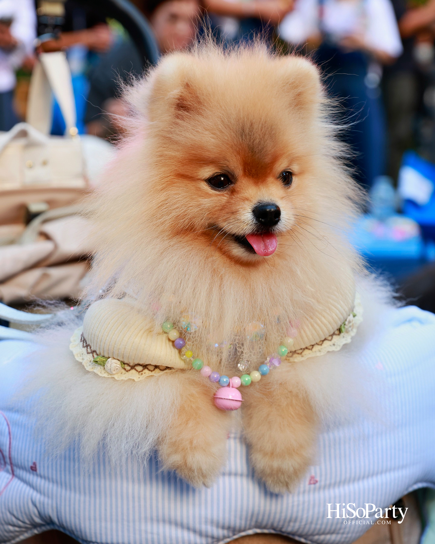 เอ็ม ดิสทริคยกระดับประสบการณ์ Pet-friendly เปิดตัว ‘PAW YARD’ สวนกลางเมืองสำหรับคนรักสัตว์เลี้ยง