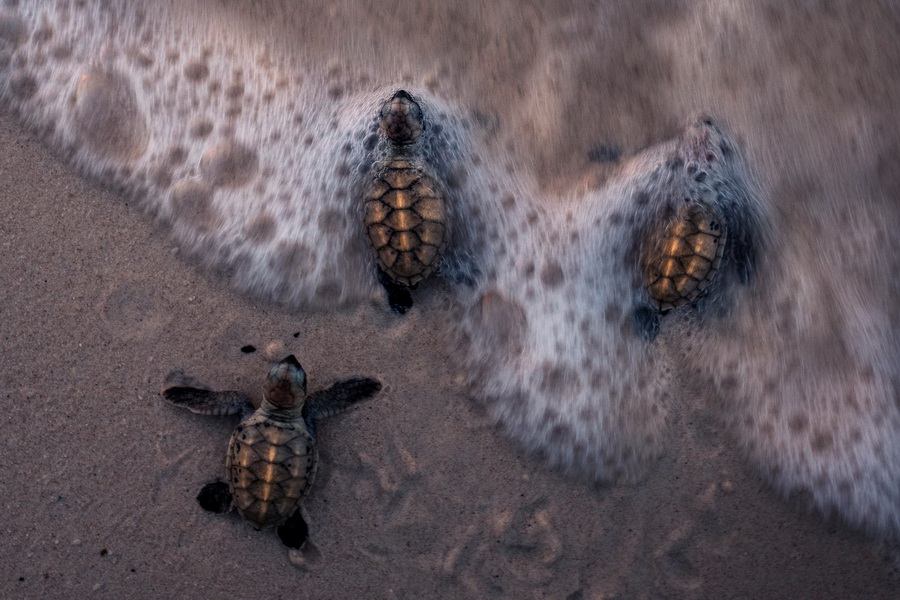 สยามพารากอน ชวนร่วมสัมผัสความงดงาม และอนุรักษ์โลกใต้ท้องทะเล ในนิทรรศการ ‘TIDE OF TOMORROW’ ตั้งแต่วันนี้ถึง 5 มกราคม 2569