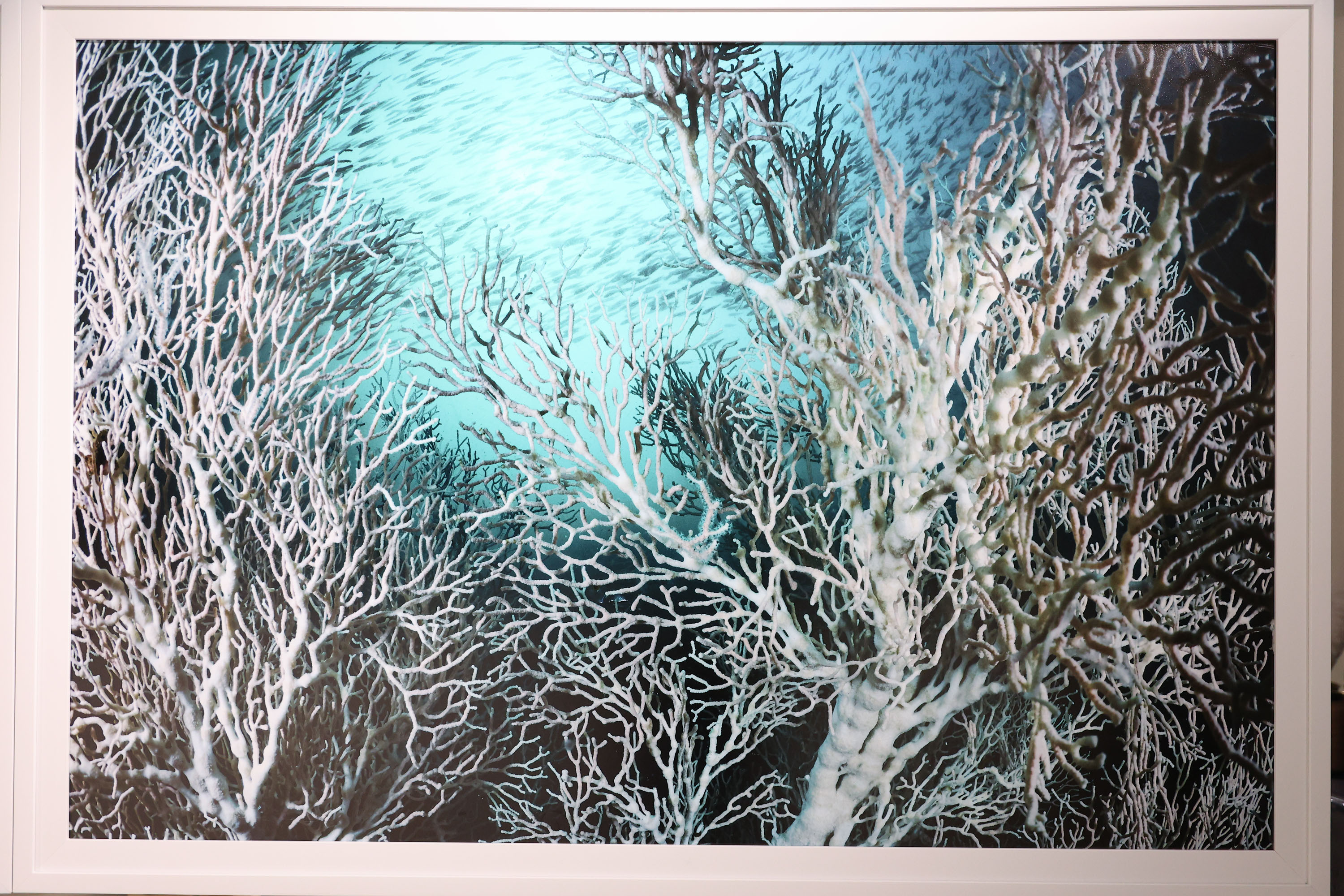 สยามพารากอน ชวนร่วมสัมผัสความงดงาม และอนุรักษ์โลกใต้ท้องทะเล ในนิทรรศการ ‘TIDE OF TOMORROW’ ตั้งแต่วันนี้ถึง 5 มกราคม 2569