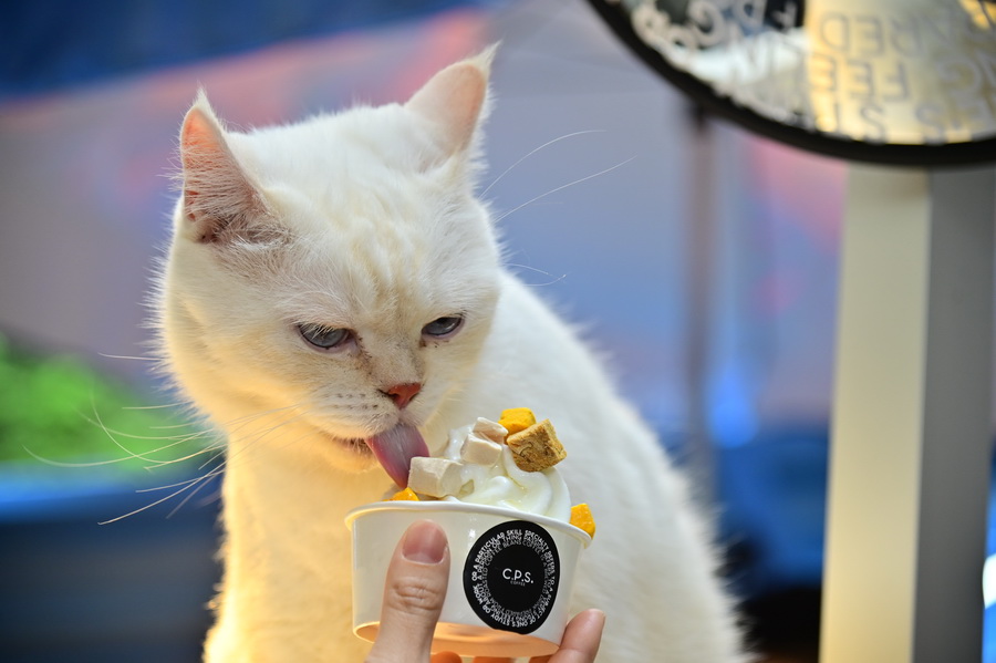 กูร์เมต์ มาร์เก็ต เปิดงาน ‘PETSHOOD’ คอมมูนิตี้คนรักสัตว์ใจกลางสุขุมวิท พร้อม กลัฟ - คณาวุฒิ และเหล่าอินฟลูเอนเซอร์สี่ขา