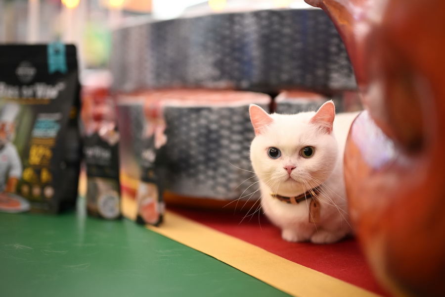 Bite of Wild เปิดตัวในไทยอย่างมีสไตล์ ชวนเหล่า Cat Lovers สัมผัสประสบการณ์ ‘ชุมทางเชฟเสือ’