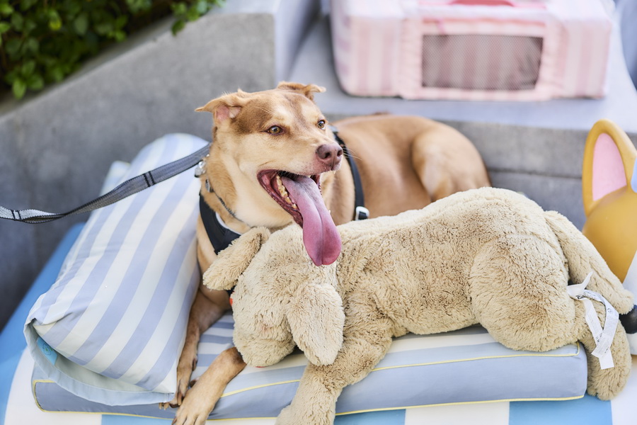 ‘Paws & Play Season 4’ เติมโมเมนต์แห่งความสุขริมเจ้าพระยา สำหรับคนรักสัตว์เลี้ยงและเพื่อนสี่ขา
