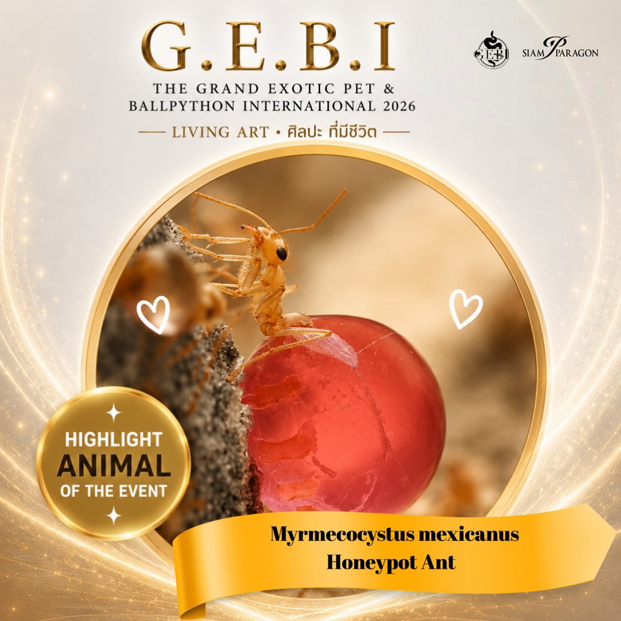 สยามพารากอน ชวนเปิดโลกสัตว์ Exotic ในงาน ‘G.E.B.I. – The Grand Exotic Pet & Ball Python International 2026’
